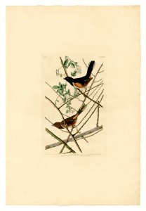 29 Towhe Bunting