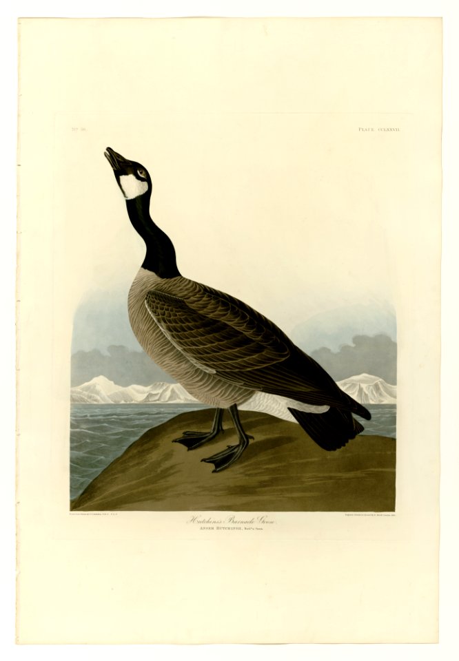 277 Hutchins's Barnacle Goose