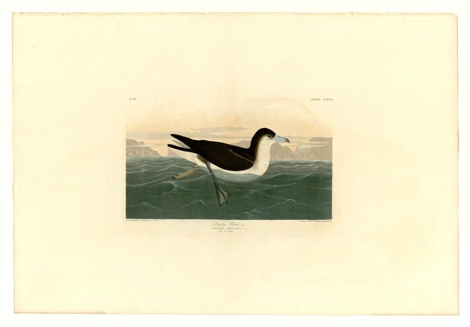299 Dusky Petrel