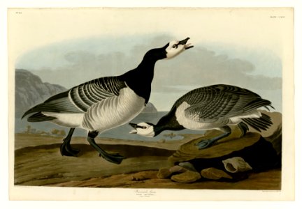 296 Barnacle Goose