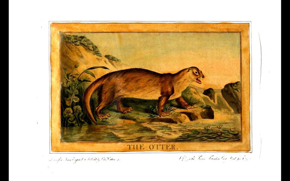 28, Otter, Charles Catton's Animals (1788)