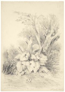 2nd July, 1891. (Lily plant in a corner of a garden) by Emily Cumming Harris