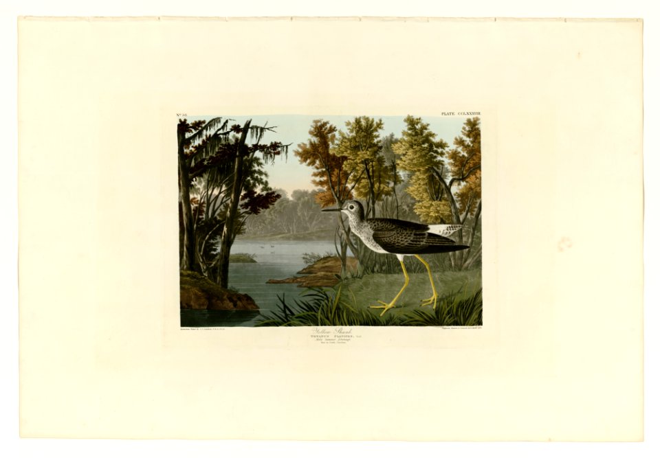 288 Yellow Shank