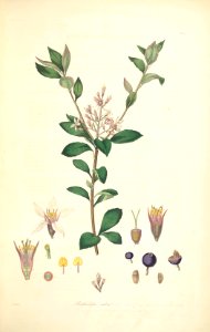 3 Raphiolepis ruba - John Lindley - Collectanea botanica (1821)