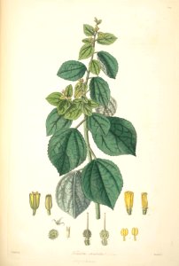 29 Triumfetta rhomboidea - John Lindley - Collectanea botanica (1821)
