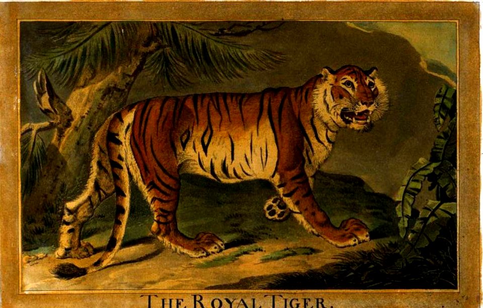 3, Royal Tiger, Charles Catton's Animals (1788) (cropped)
