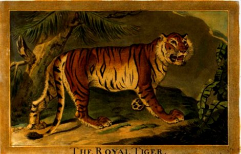 3, Royal Tiger, Charles Catton's Animals (1788) (cropped)