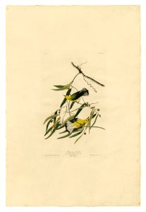 3 Prothonotary Warbler
