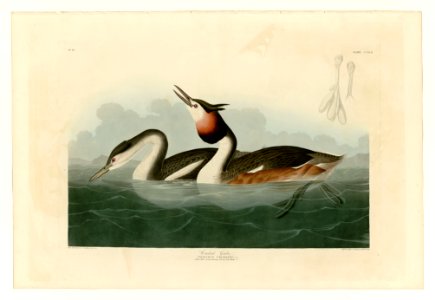 292 Crested Grebe