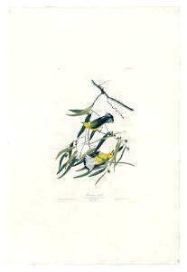 3 Prothonotary Warbler (half size) -pseudo detoned