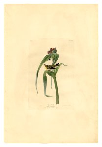 30 Vigor's Warbler