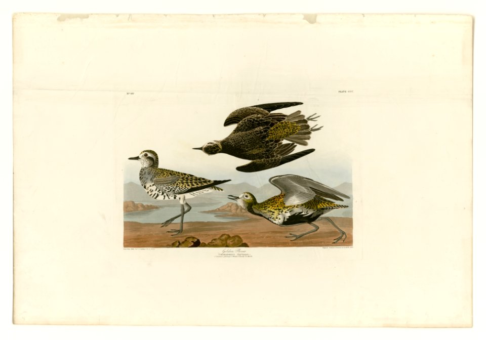 300 Golden Plover