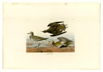 300 Golden Plover