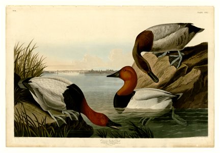 301 Canvas backed Duck