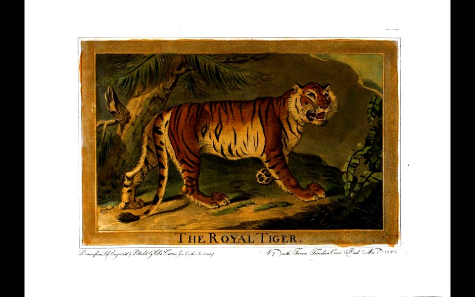 3, Royal Tiger, Charles Catton's Animals (1788)