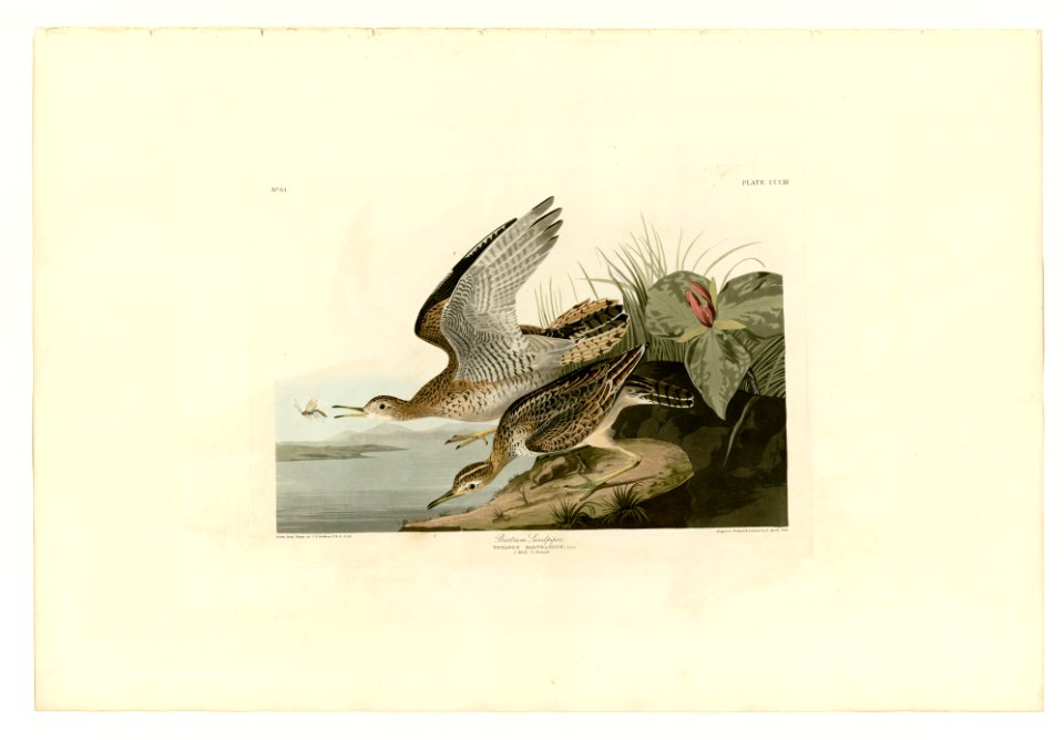 303 Bartram Sandpiper