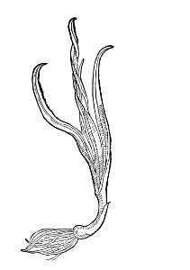 303 Porrum lauch