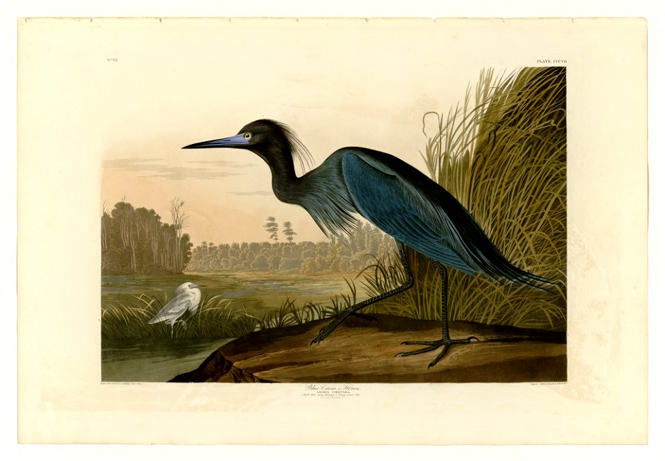 307 Blue Crane or Heron