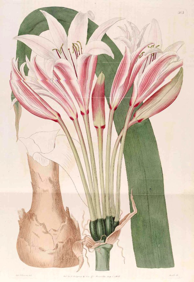 303 Crinum bulbispermum