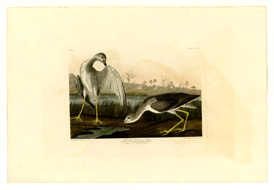 308 Tell-tale Godwit or Snipe