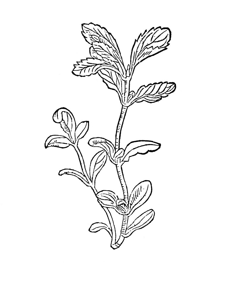 300 Polegium poley