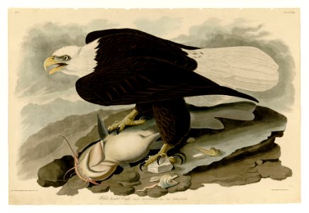 31 White-headed Eagle
