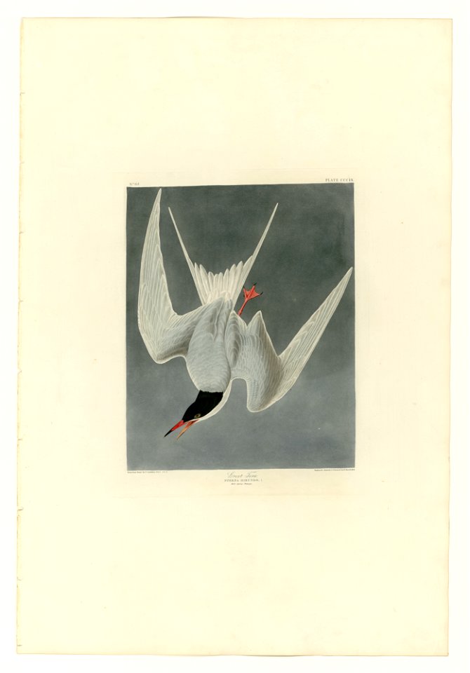 309 Great Tern