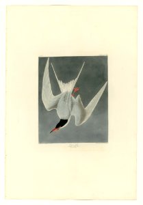 309 Great Tern