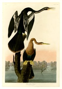 316 Black-bellied Darter