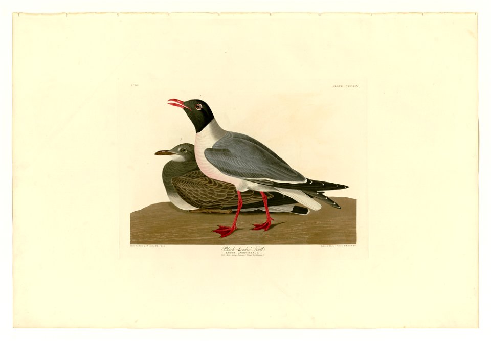 314 Black-headed Gull