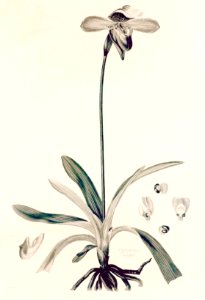 32 Cypripedium insigne - John Lindley - Collectanea botanica (1821)