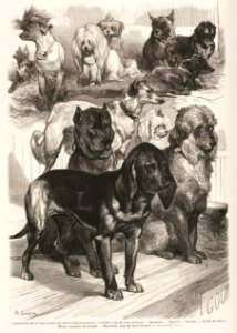 31 mai 1873 - Monde Illustré - Expo de chiens. Free illustration for personal and commercial use.