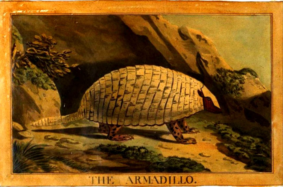 31, Armadillo, Charles Catton's Animals (1788) (cropped)