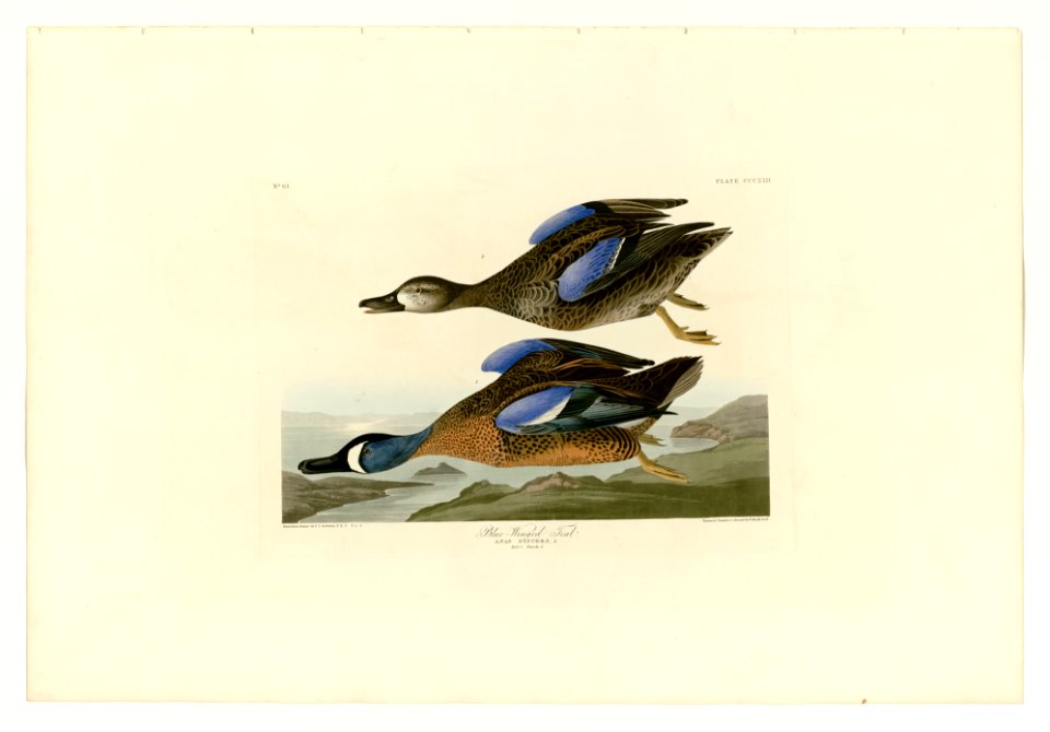 313 Blue-Winged Teal