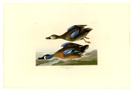 313 Blue-Winged Teal