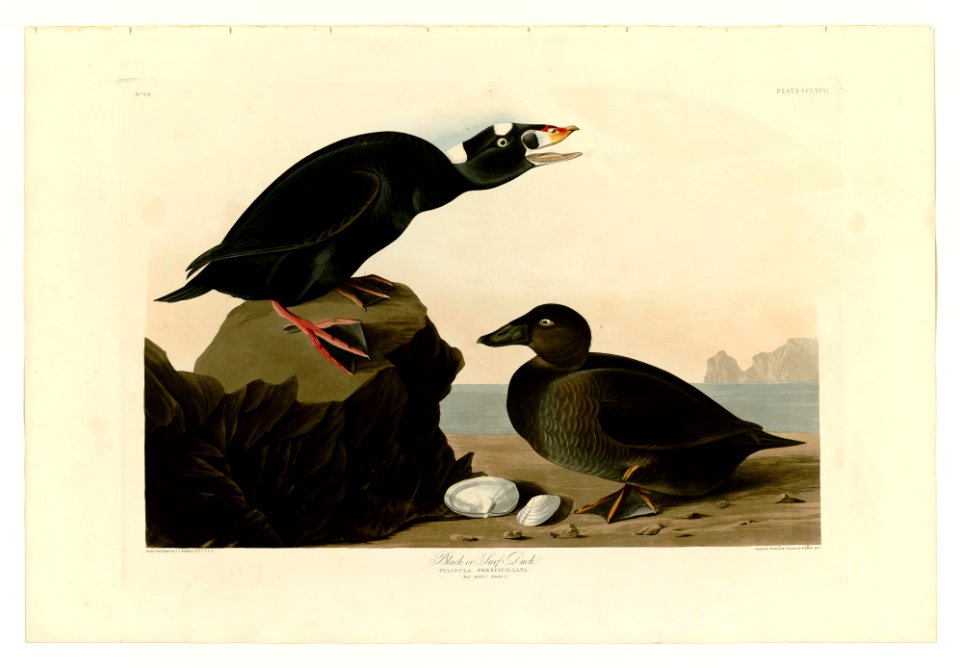 317 Black, or Surf Duck