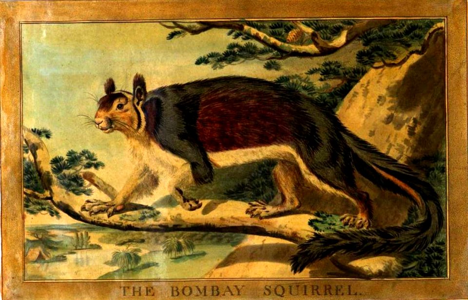 32, Bombay Squirrel, Charles Catton's Animals (1788) (cropped)