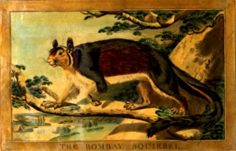 32, Bombay Squirrel, Charles Catton's Animals (1788) (cropped)