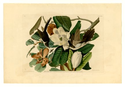 32 Black-billed Cuckoo