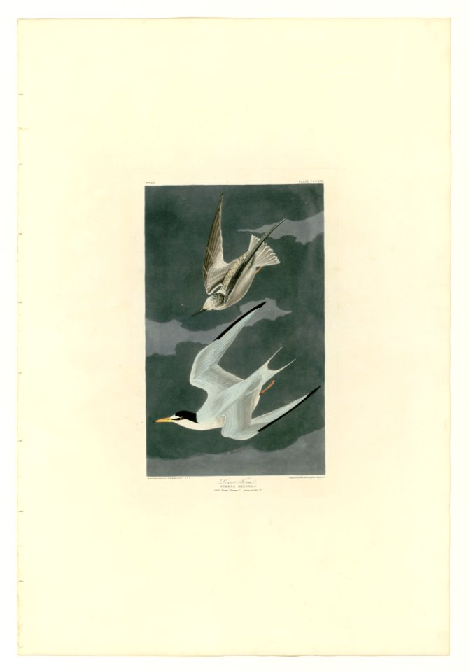 319 Lesser Tern