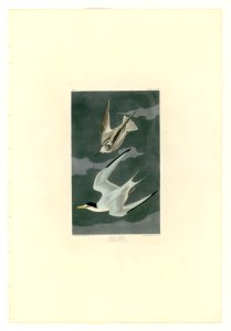 319 Lesser Tern