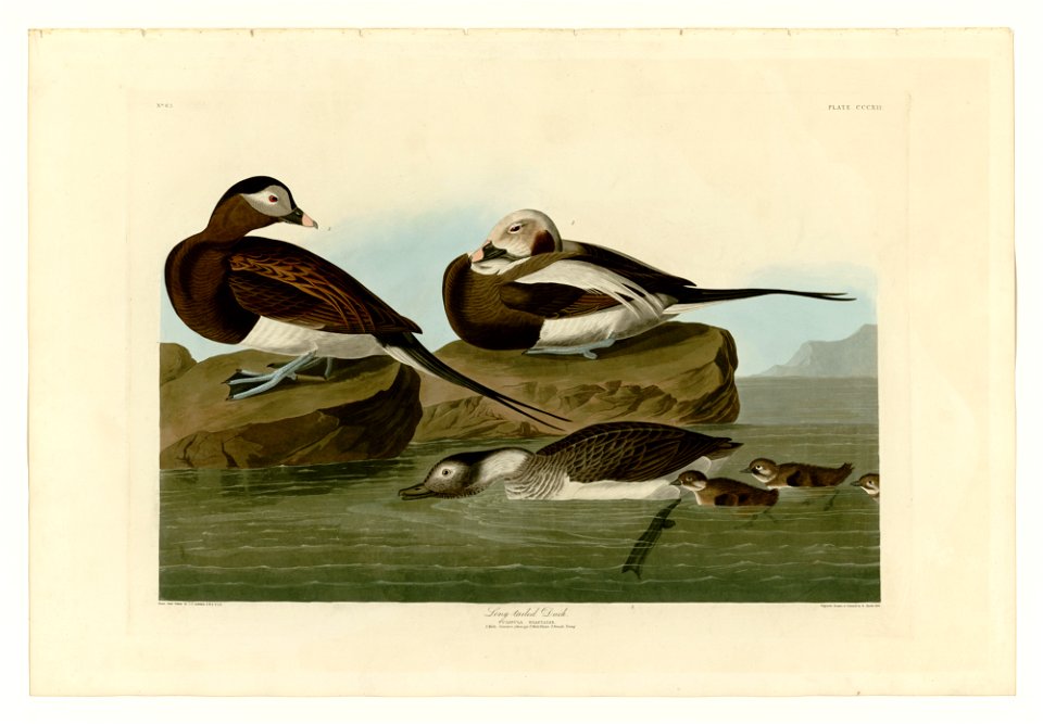 312 Long-tailed Duck