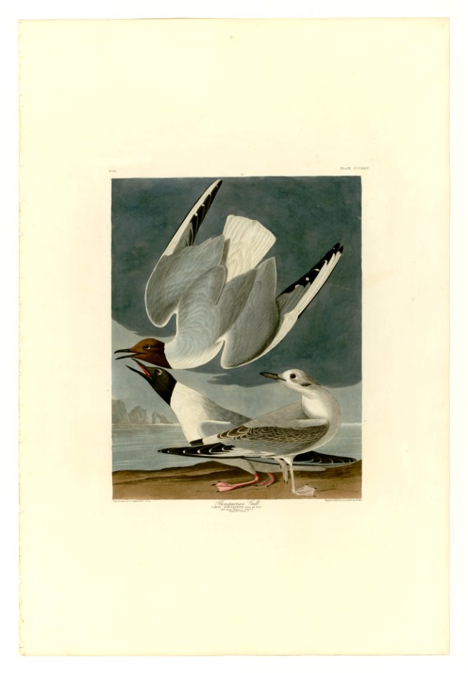 324 Bonapartian Gull