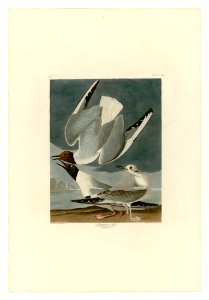 324 Bonapartian Gull