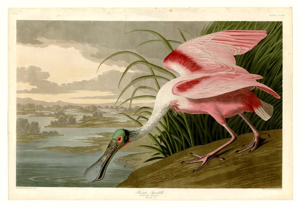 321 Roseate Spoonbill