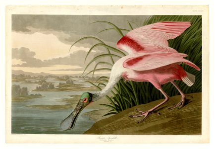 321 Roseate Spoonbill
