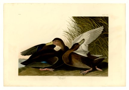 302 Dusky Duck