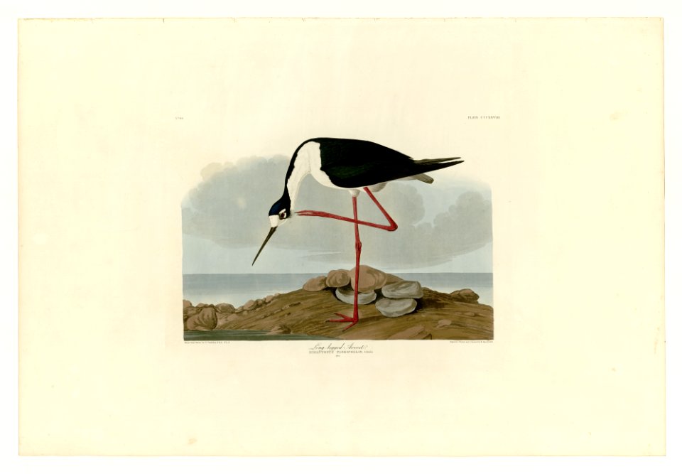 328 Long-legged Avocet