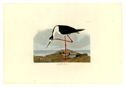 328 Long-legged Avocet