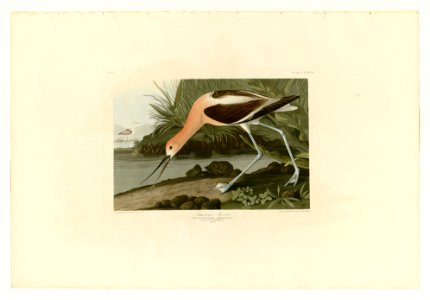 318 American Avocet. Free illustration for personal and commercial use.